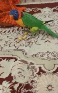طوطی لوری رنگین کمان فول دستی فروش فوری