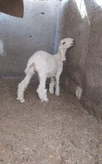 گلیم