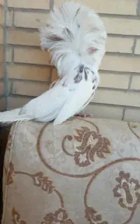 کبوتر شامپیون