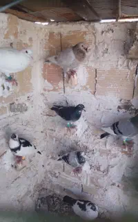 کفتر های آس همه پرشی و مال مشهدن