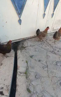 مرغ تخم گذار
