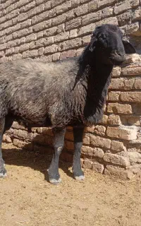 قوچ همو