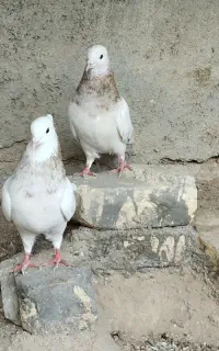 گروه طاقی مهر