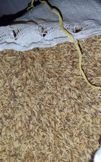 شلتوک بزری