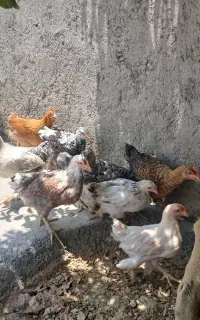 جوجه محلی