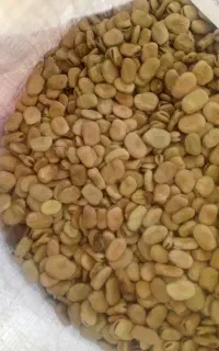 باقلا خشک بذری