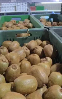 نیرو کار