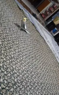 عروس هلندی گمشده در حوالی رحمت آباد مژدگانی