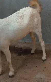 دو عدد گوسفند گمشده