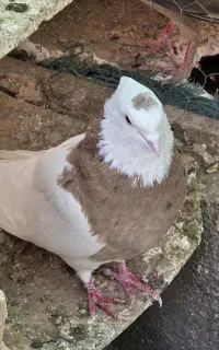 کبوتر طوقی زرد خال سیاه گل به سر