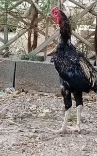خروس افغان