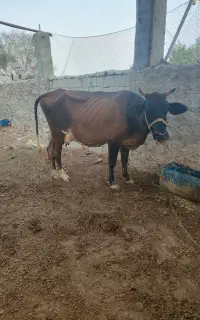 فروش گاوشیری آرام آبستن