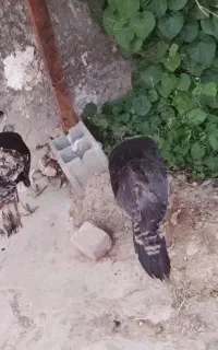 دو عدد بوق ماده تخم گذار