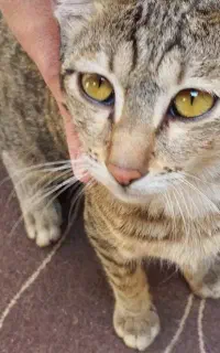 بچه گربه بربری طلایی