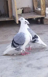 پشت گراف