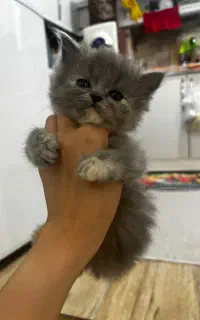 گربه