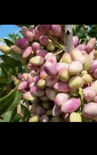 ۵۵۰مترباغ درمشعلدارقزوین