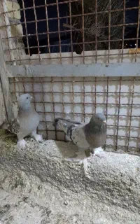 جفت ترکیه ای