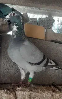 کبوتر
