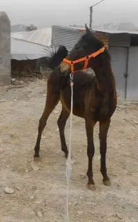 کره نریان کرد ۱ ساله