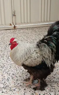 فروش خروس اصیل نژاد برهما (امپراطور )