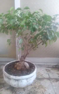 بونسای جنسینگ