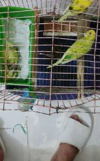 مرغ عشق