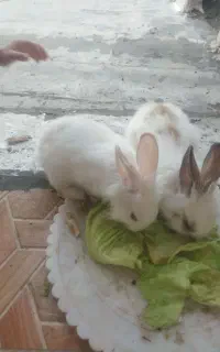 خرگوش کوچیکه خشگل