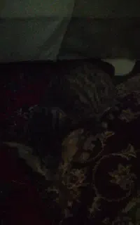 گربه خونگی