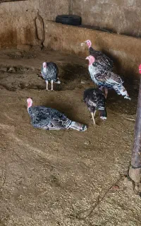 بوقلمون