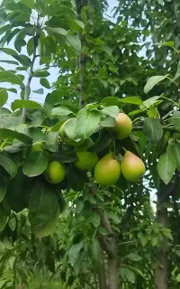 خریدانواع میوه سر درختی