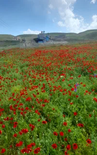وانت بار برای حمل بار