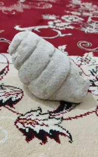 فسیل چند میلیون ساله