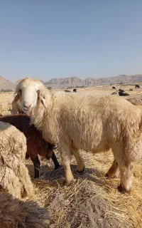 شیشک قوچ