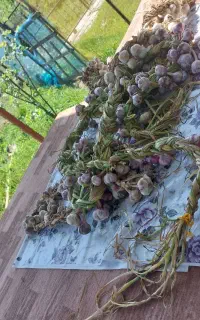 سیر محلی