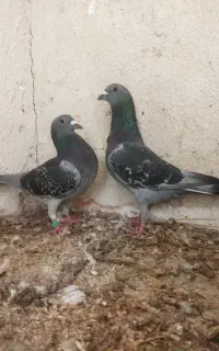 کبوتر پلاکی