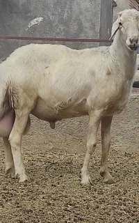 بره قوچ پلنگی