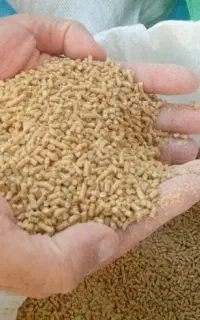 دانه پارس سلامت دان دزفول