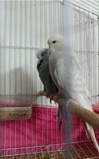 مرغ عشق انگلیسی گرید A