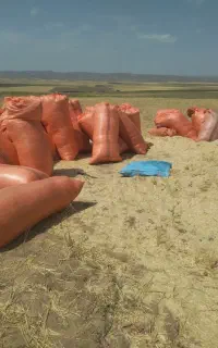 کاه گندم تمیز ونرم
