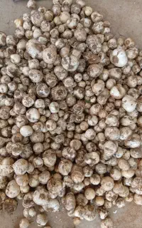 موسیر داشتی زنگ بزن