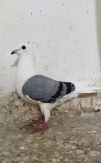 پشدار پلاکی