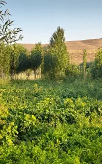 لوبیا سبز تازه