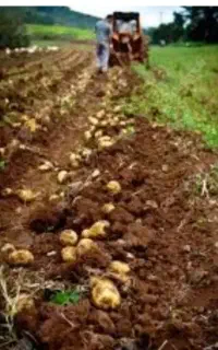 خانم صبوری هستم سرکارگر زمین کشاورزی