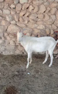 فروش. 4 راس نربز سانن 2 راس 1 سال 2راس 6 ماه