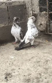 کبوتر