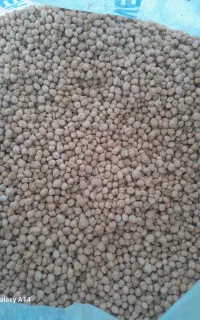 نخود دیم فروشی
