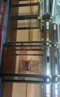اوپن و بوفه