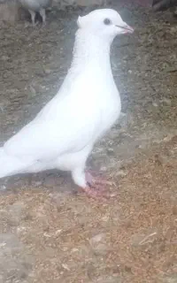 سفید برفی کاکل میخ پا لخت
