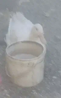 اردک